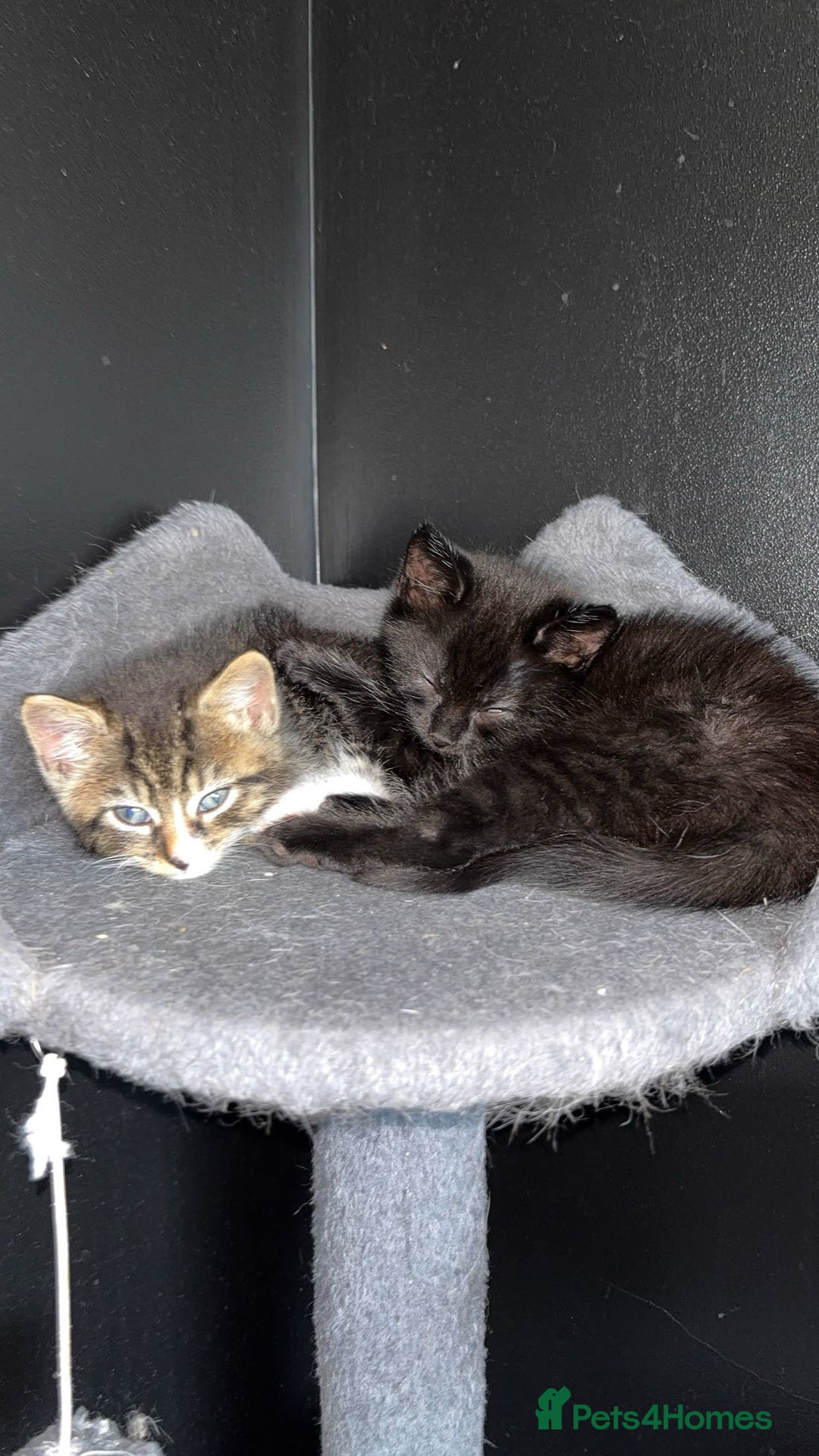 Domestic Shorthair cats for sale: 2 male kittens for sale.  - Image 2