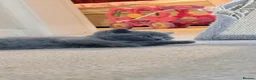 British Shorthair cats for sale: 🐾 British Shorthair Kittens for Sale 🐾 - Advert 11