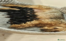 Yorkshire Terrier dogs for sale: Yorkshire Terrier puppies - Image 14