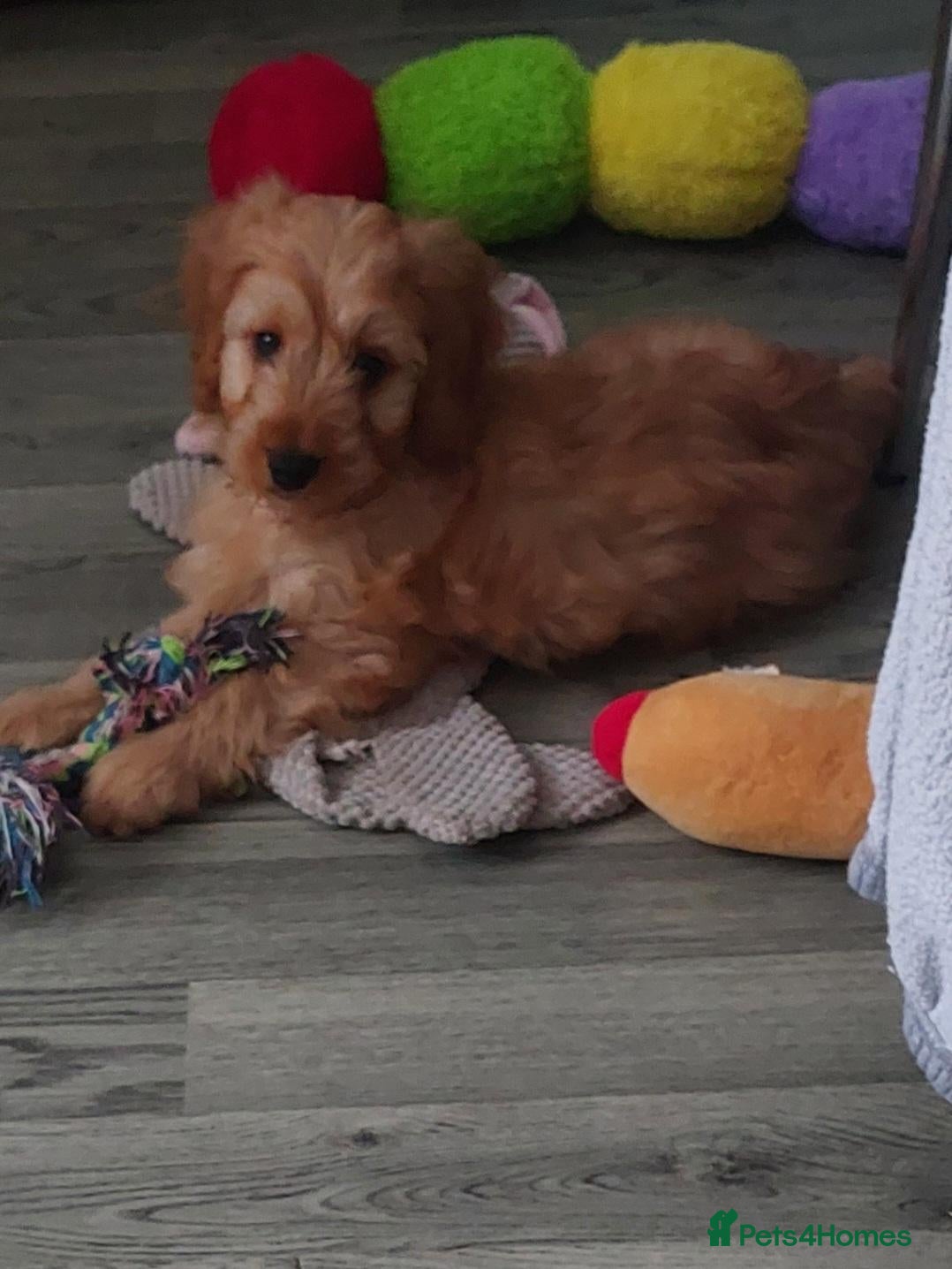Cockapoo dogs Last boy available 🩵🩵🩵🩵 ready now !!!!!! - Advert 7