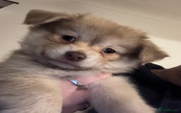 Chiweenie dogs for sale: 6 Beautiful Chiweenie Puppies *Reduced* - Advert 14