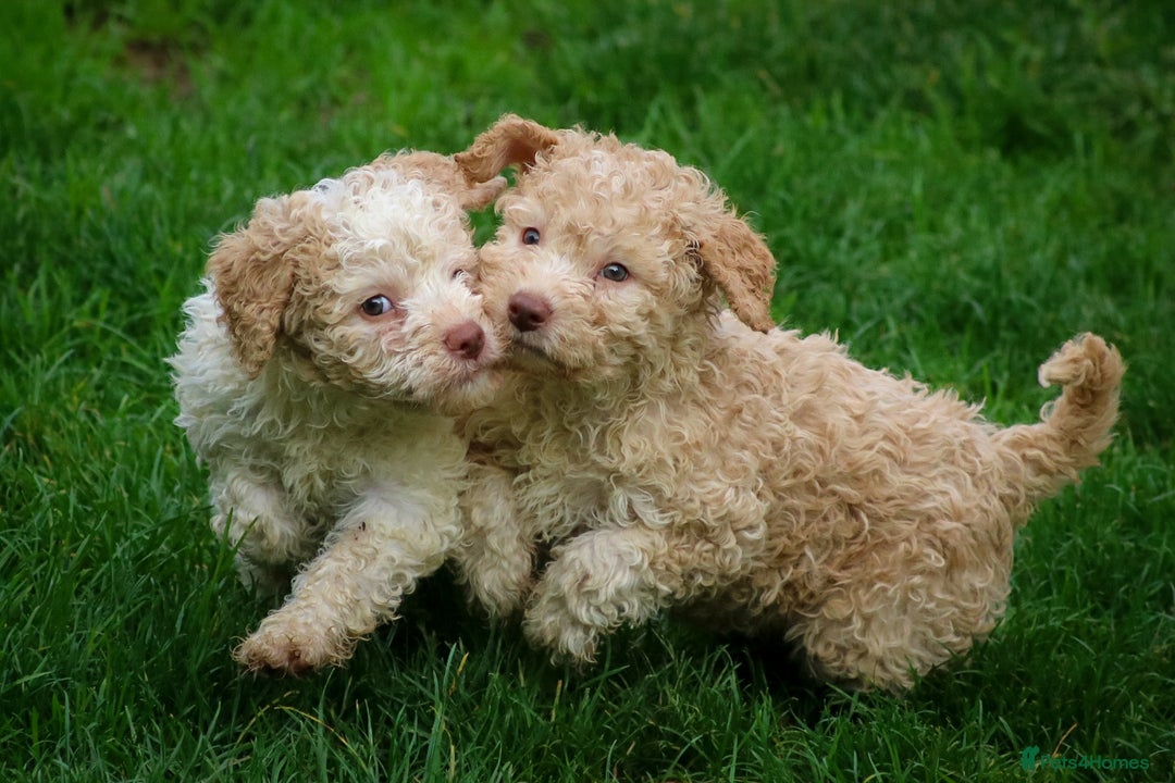 Lagotto Romagnolo dogs for sale: *READY NOW*10 WKS OLD* KC Reg Full Health Tested - Advert 20