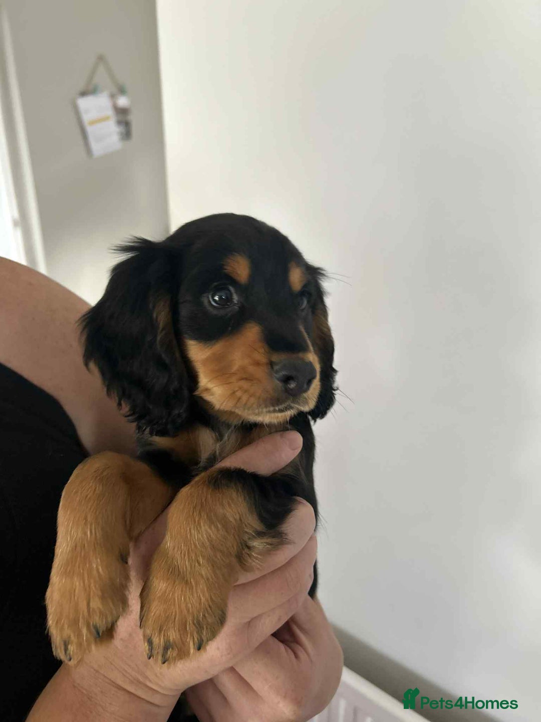 Cocker Spaniel dogs for sale: Cocker spaniels - Image 11