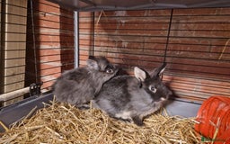 Lionhead rabbits for sale: Lovely floofy little lionheads males and females - Image 4