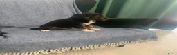 Mixed Breed dogs for sale: Blue Merle Border Collie x Lurcher Puppies  - Advert 22