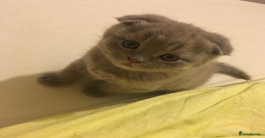 Scottish Fold cats - Advert 16