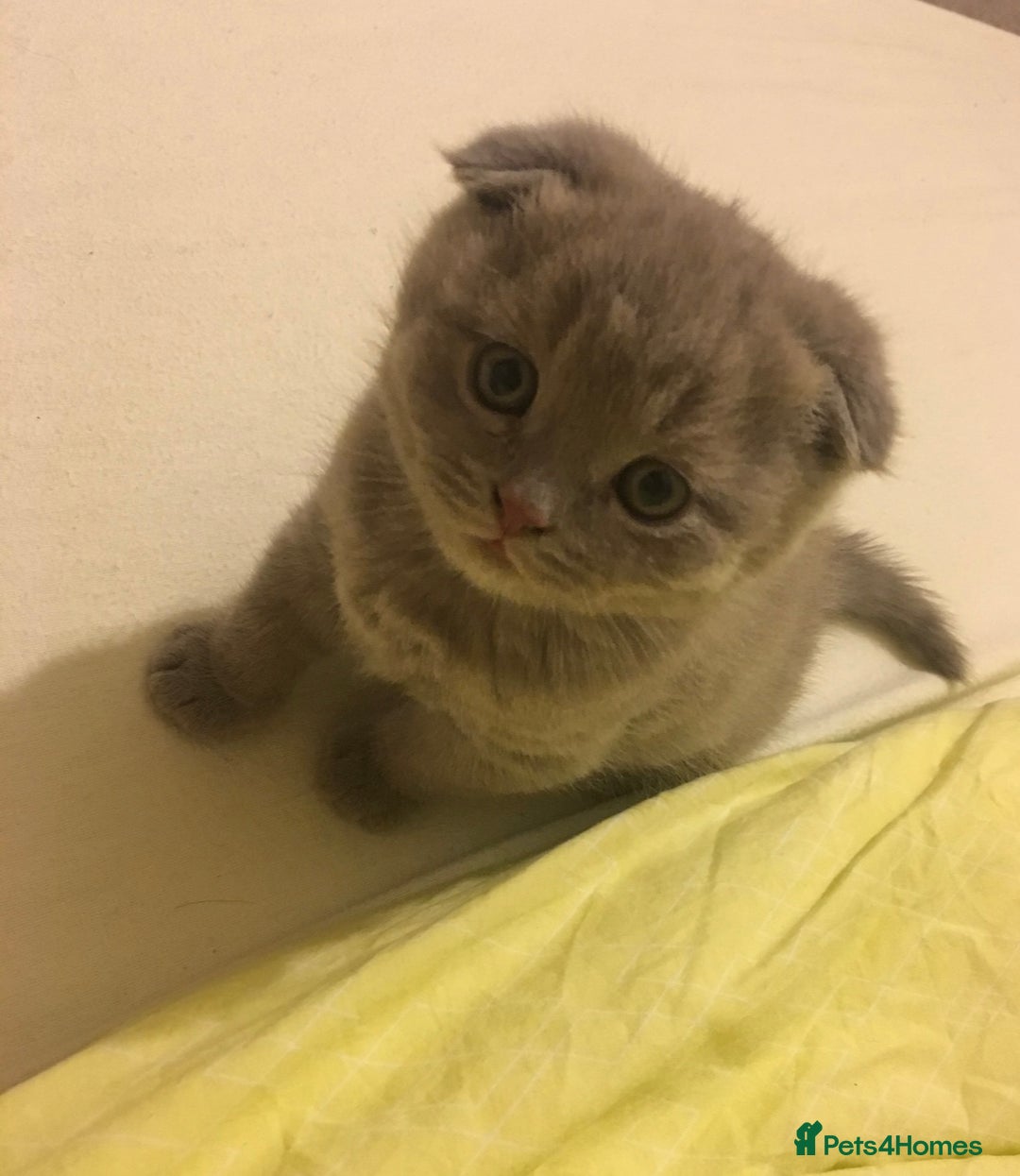 Scottish Fold cats for sale: Adorable Scottish fold  - Image 2