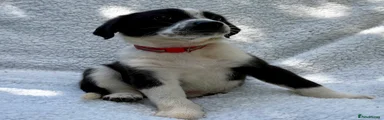 Mixed Breed 1 - Bon jr.