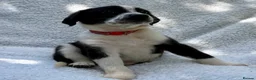 Mixed Breed dogs for sale: German shepherd mix puppies! - Advert 2