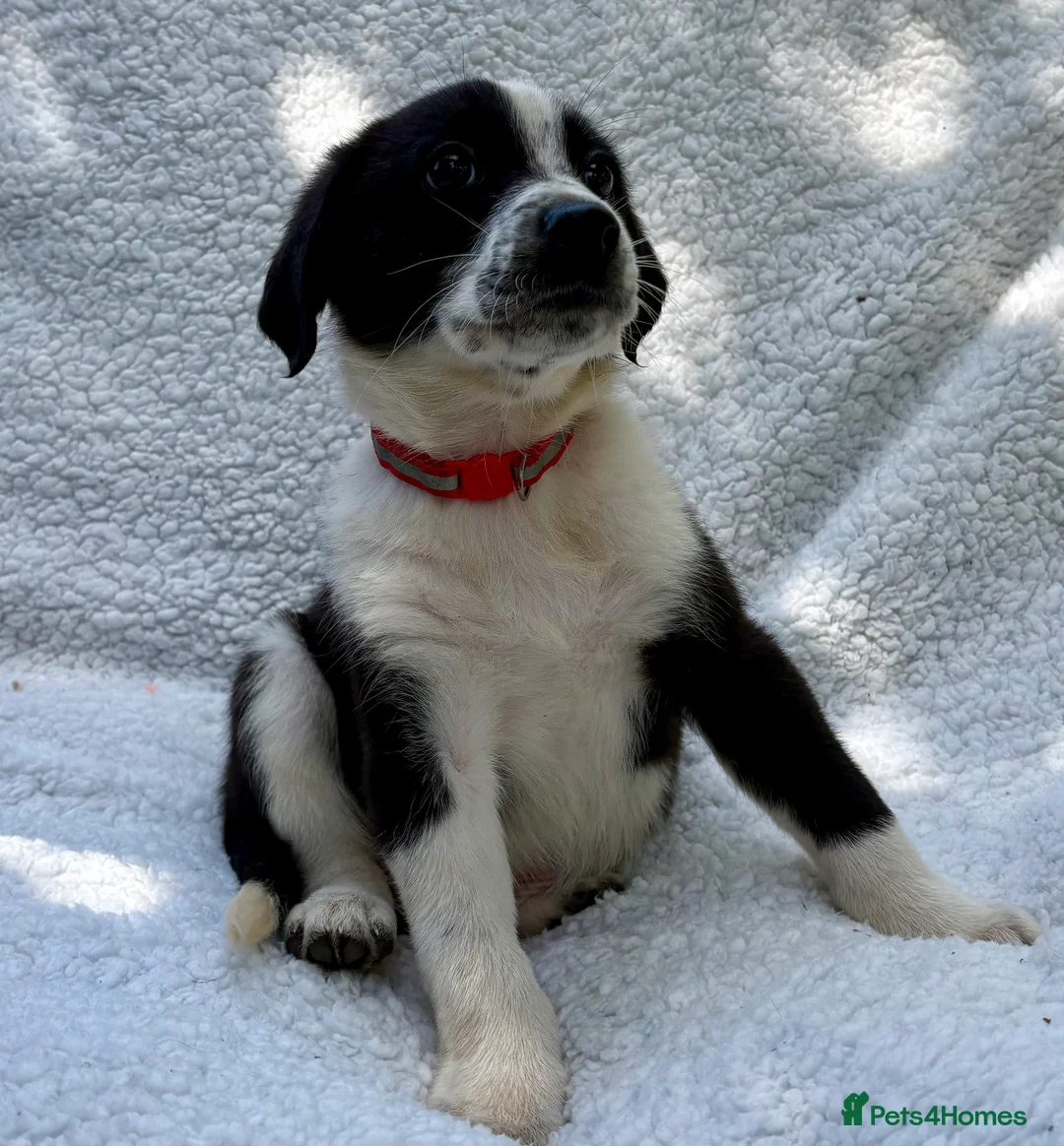 Mixed Breed dogs for sale: German shepherd mix puppies! - Advert 2