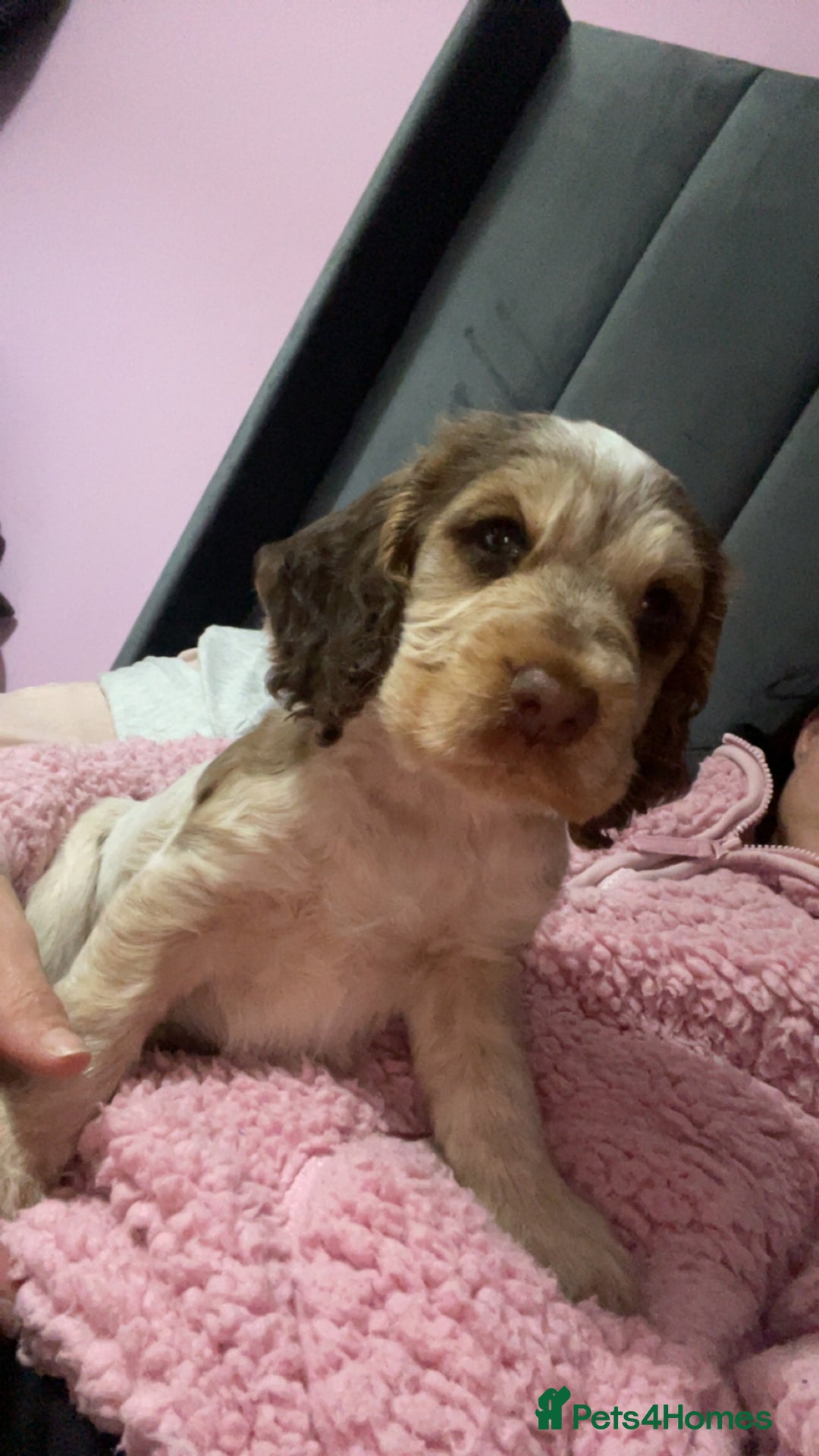 Cocker Spaniel dogs for sale: Show cocker spainel  - Image 5