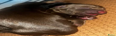 Brown Cocker Spaniel Puppy (Girl)