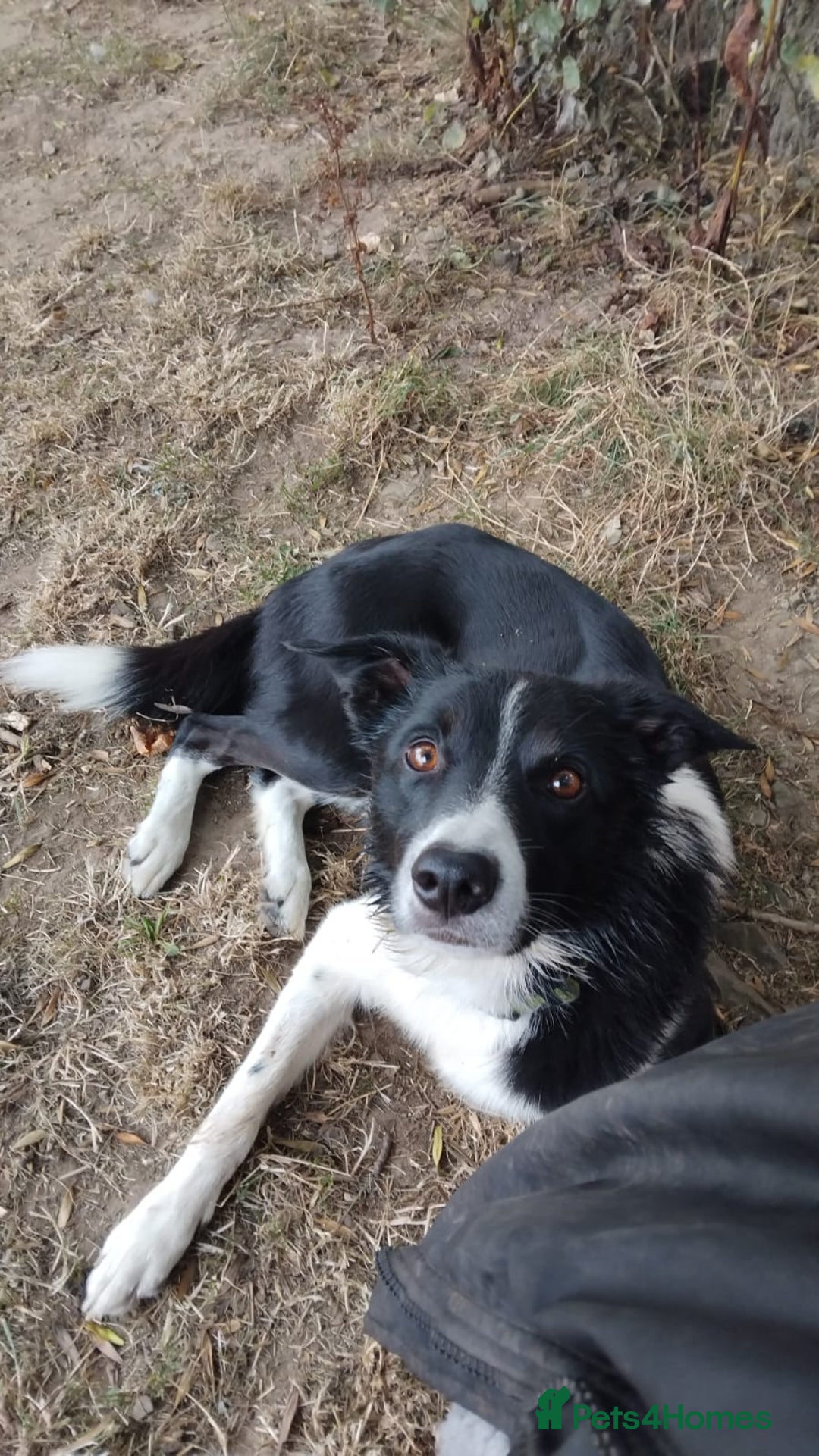 Border Collie dogs for sale: Gentle active pet border collie - Advert 4