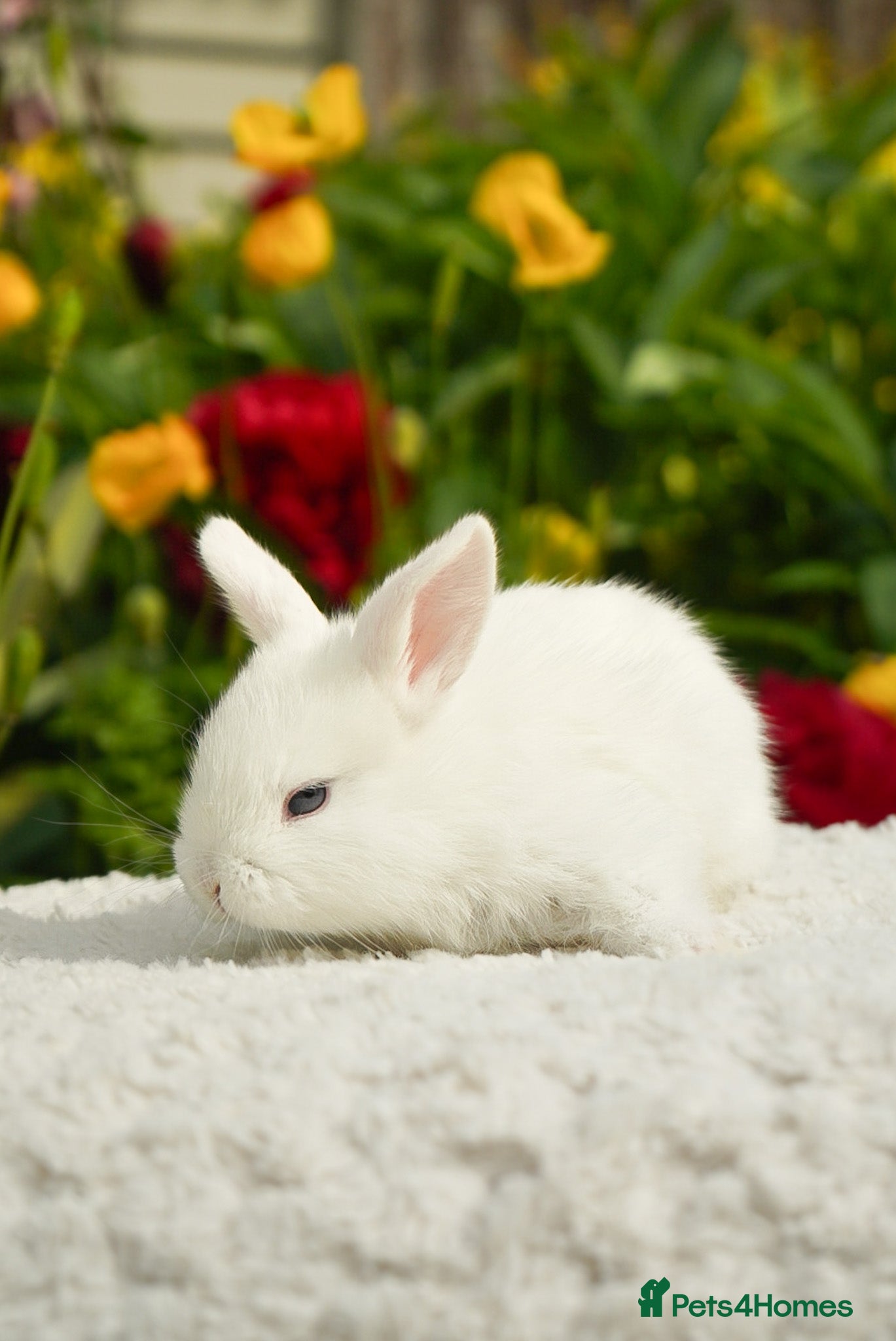 Mixed Breed rabbits for sale: Gen 1 plushy’s (mini Rex x mini lop) - Advert 8