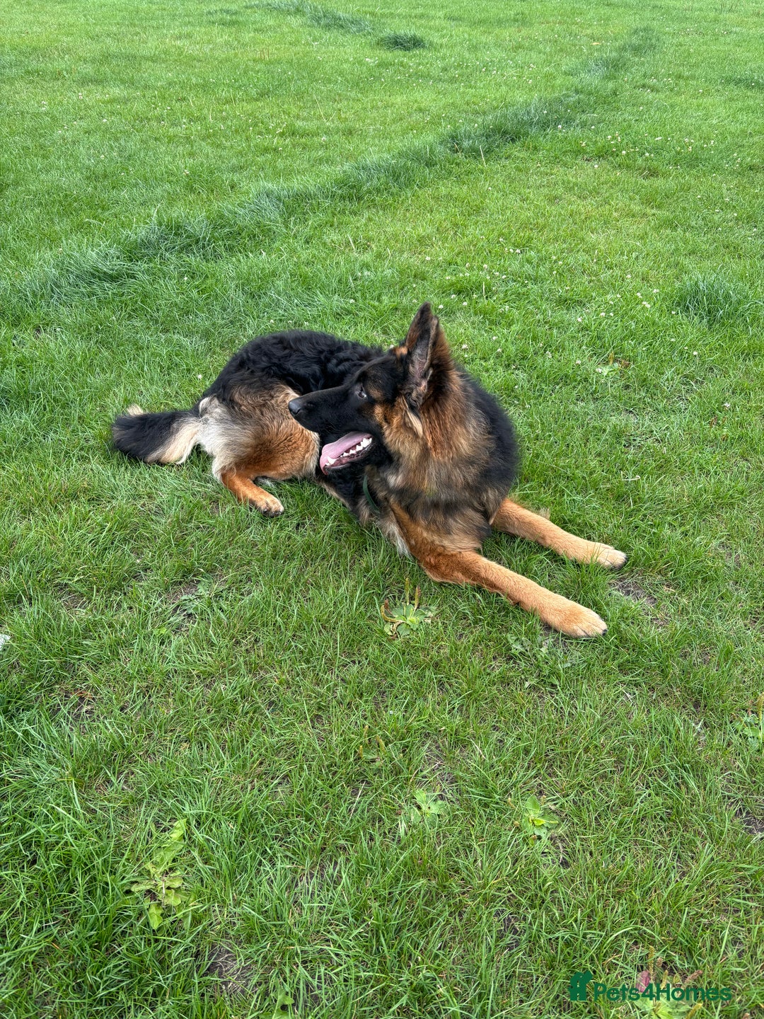 German Shepherd dogs for sale: Rehoming 1 Year Old Male German Shepherd - Advert 16