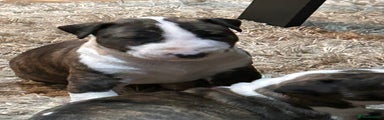 Bull Terrier Puppy 1
