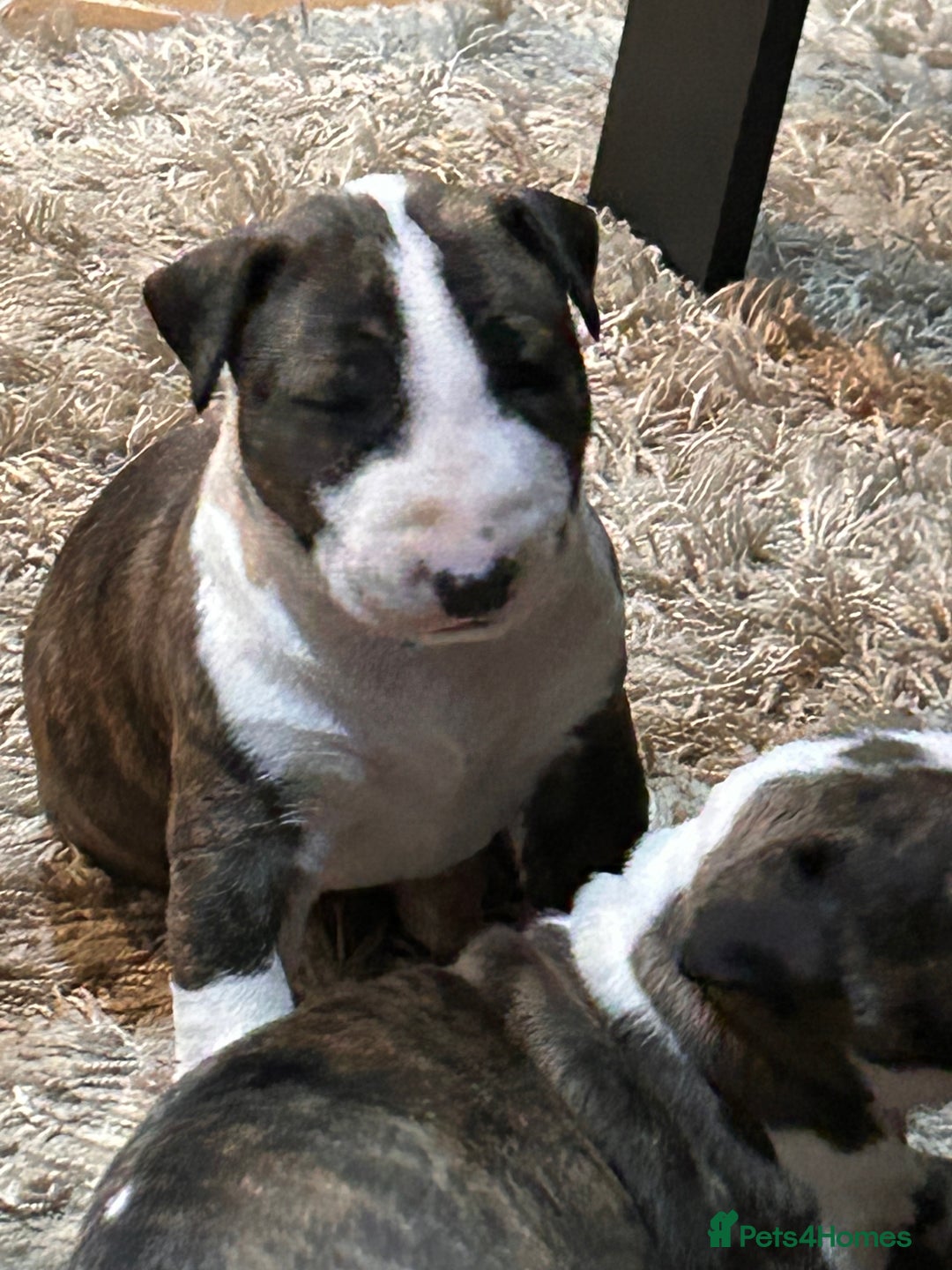 Bull Terrier dogs for sale: Lovely big boned bull terrier  - Advert 4