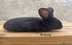 Continental Giant rabbits for sale: Pure bred continental giants - Image 8