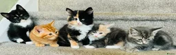 Mixed Breed cats for sale: Maine coon cross kittens  - Advert 2