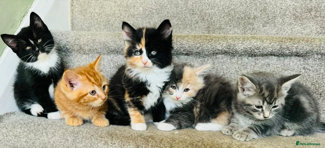 Mixed Breed cats for sale: Maine coon cross kittens  - Advert 2