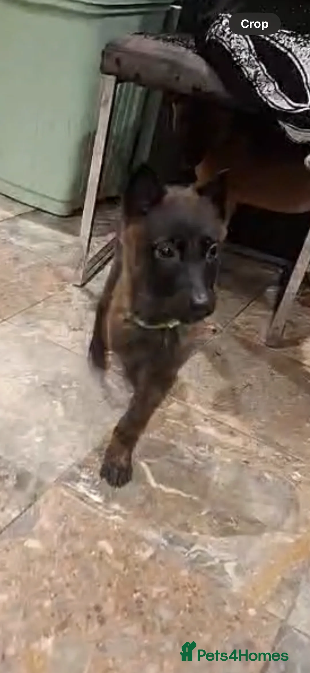 Mixed Breed dogs for sale: Dutch herder x Belgium malinois  - Advert 4