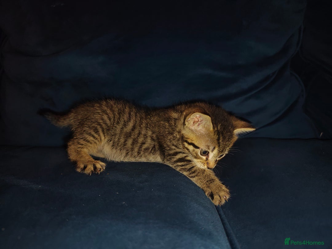 Mixed Breed cats for sale: Kittens - Image 12