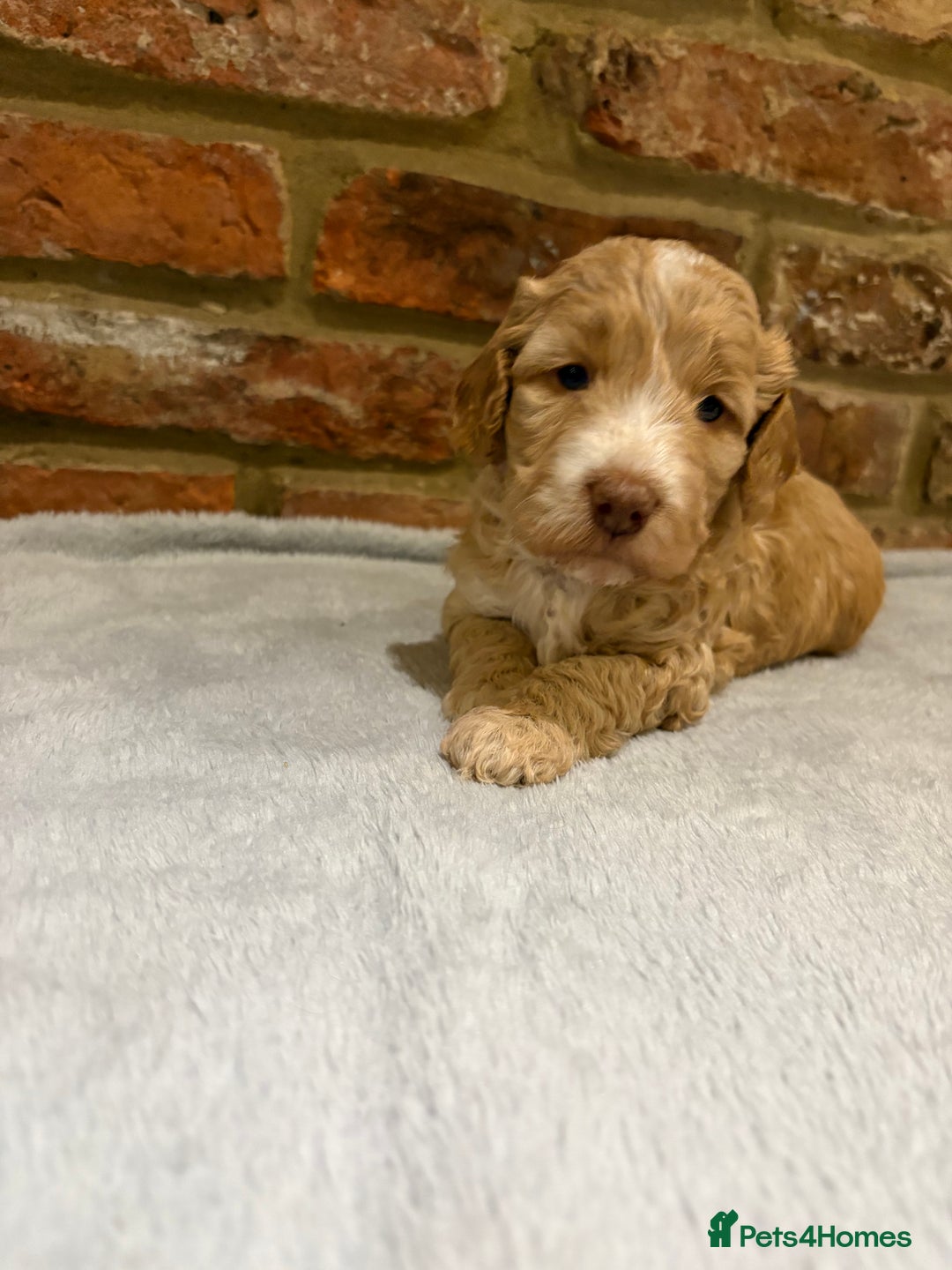 Cockapoo dogs for sale: F1b cockapoo puppies - Advert 12