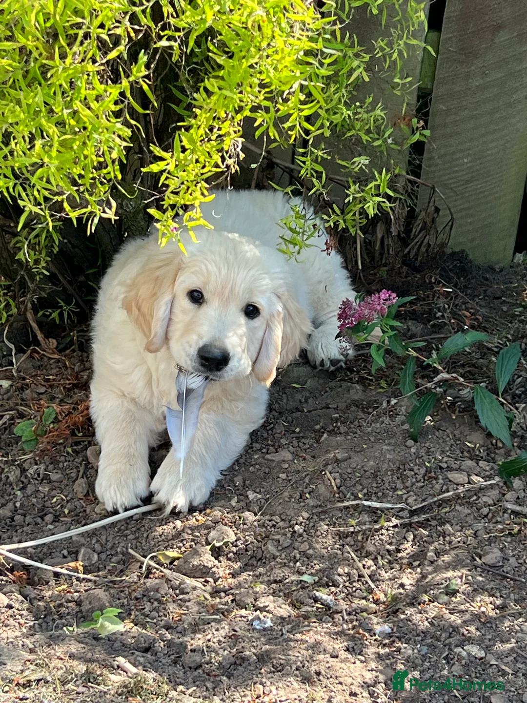 Golden Retriever dogs for stud: Golden Retriever for stud in Thirsk - Advert 10