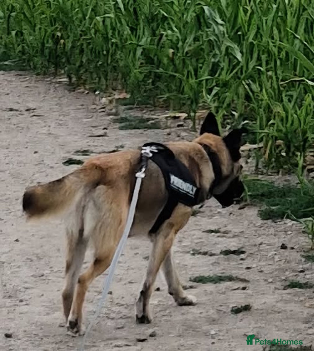 Mixed Breed dogs for sale: half husky mixed breed boy (neutered) - Image 3