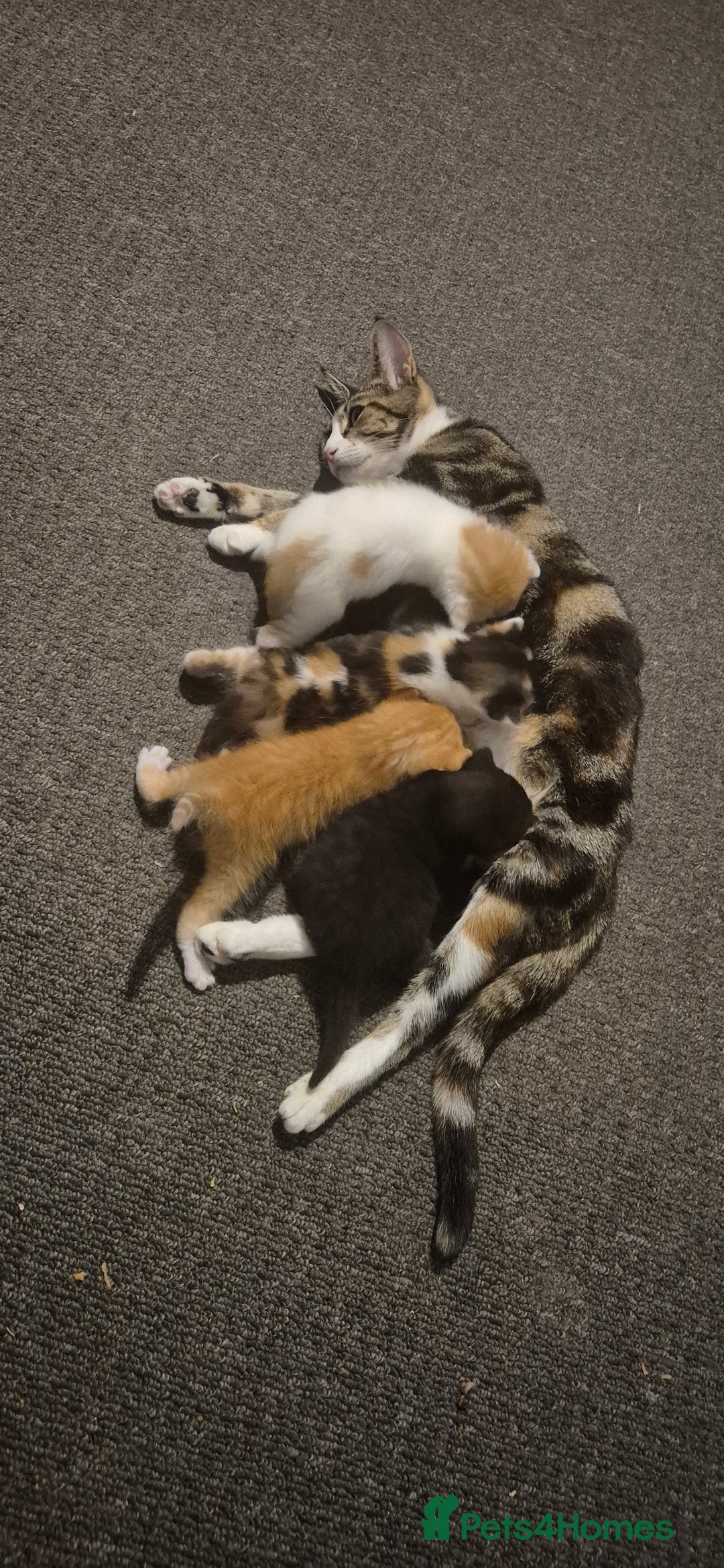 British Shorthair cats for sale: Male kittens for sale  - Advert 4