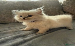 Ragdoll cats for sale: Beautiful Ragdoll Kittens  - Image 17