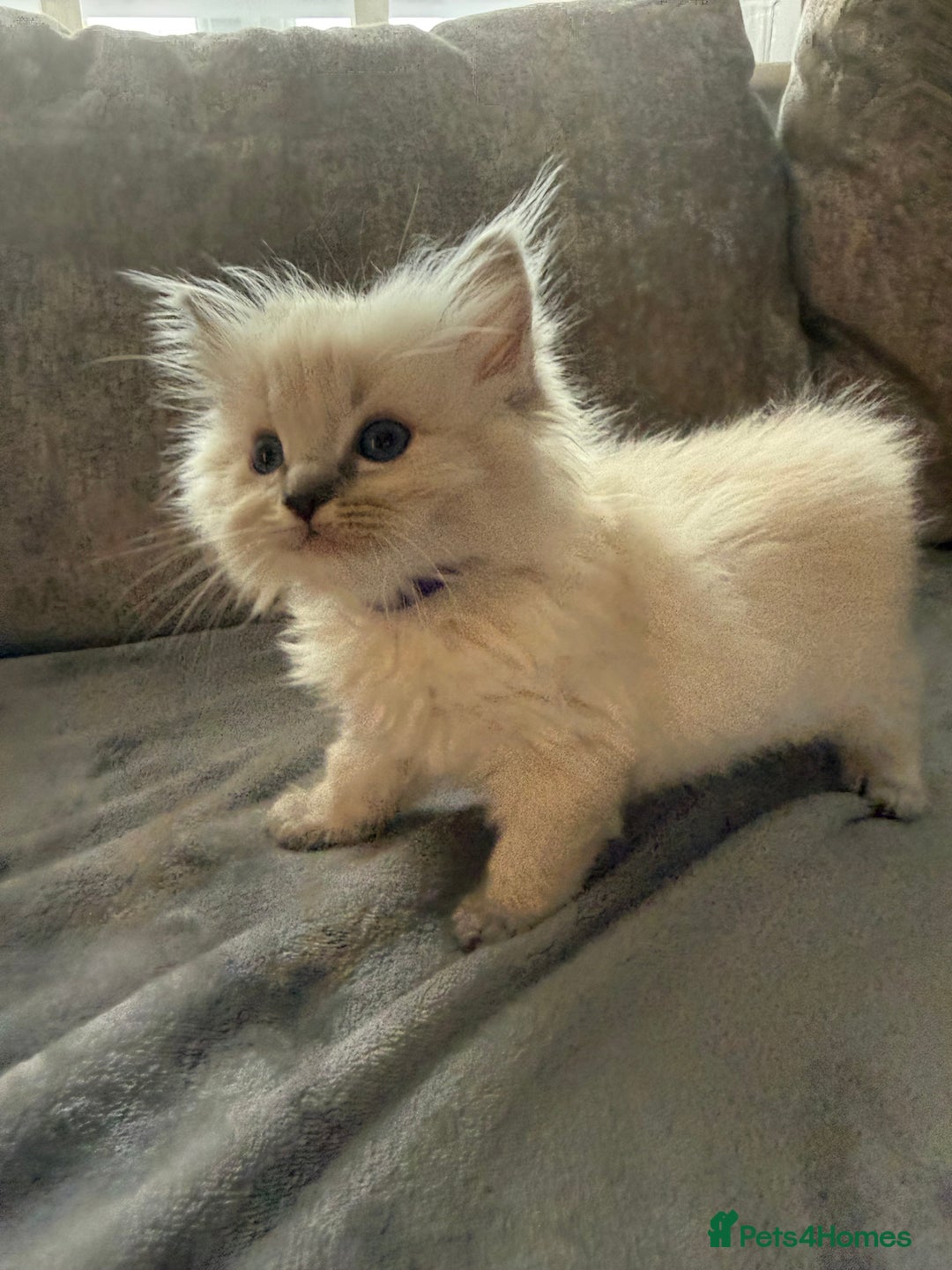 Ragdoll cats for sale: Beautiful Ragdoll Kittens  - Image 17