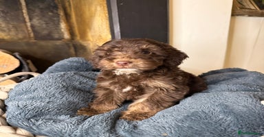 Cockapoo dogs F2 Cockapoo puppies - Advert 5