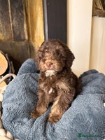 Cockapoo dogs F2 Cockapoo puppies - Advert 5