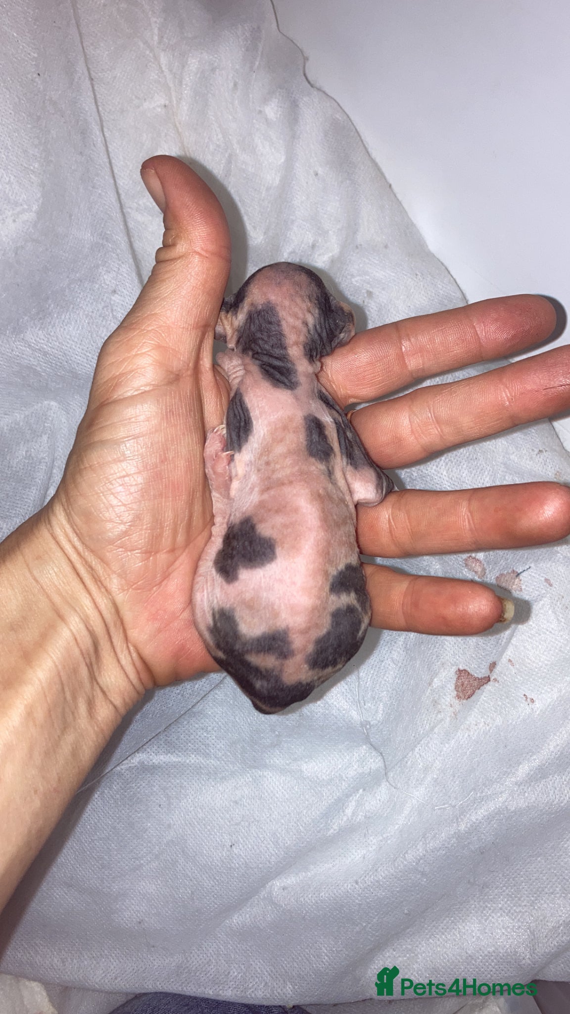 Sphynx cats Rare calico girl and red boy  - Advert 1