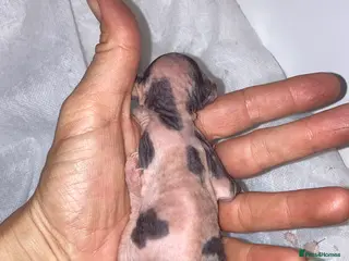 Sphynx cats Rare calico girl and red boy - Advert 1