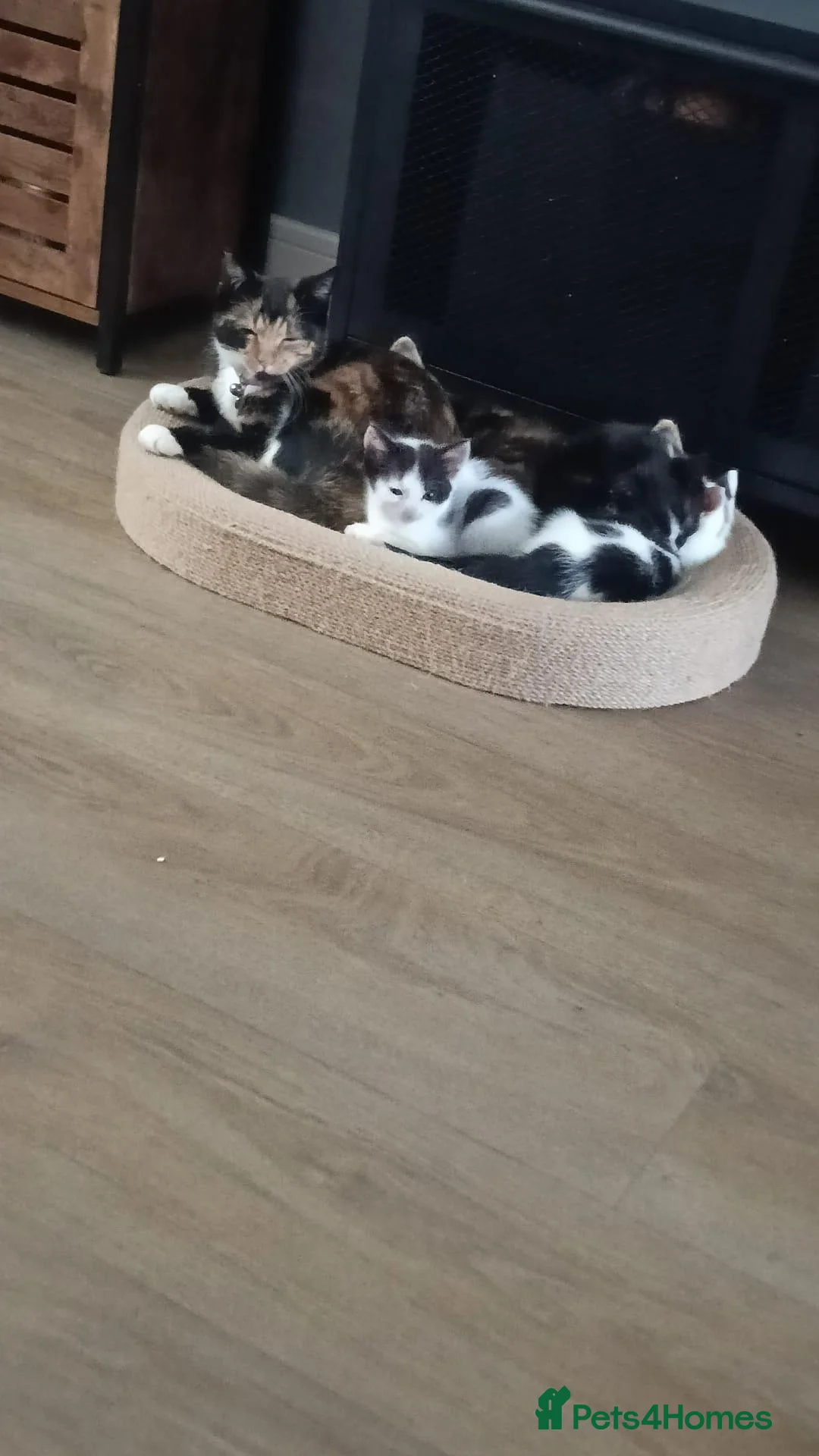 Mixed Breed cats for sale: 5 Beautiful Kittens for sale  - Advert 2