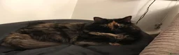 Mixed Breed cats for sale: Cats  **  in Cheadle - Advert 3