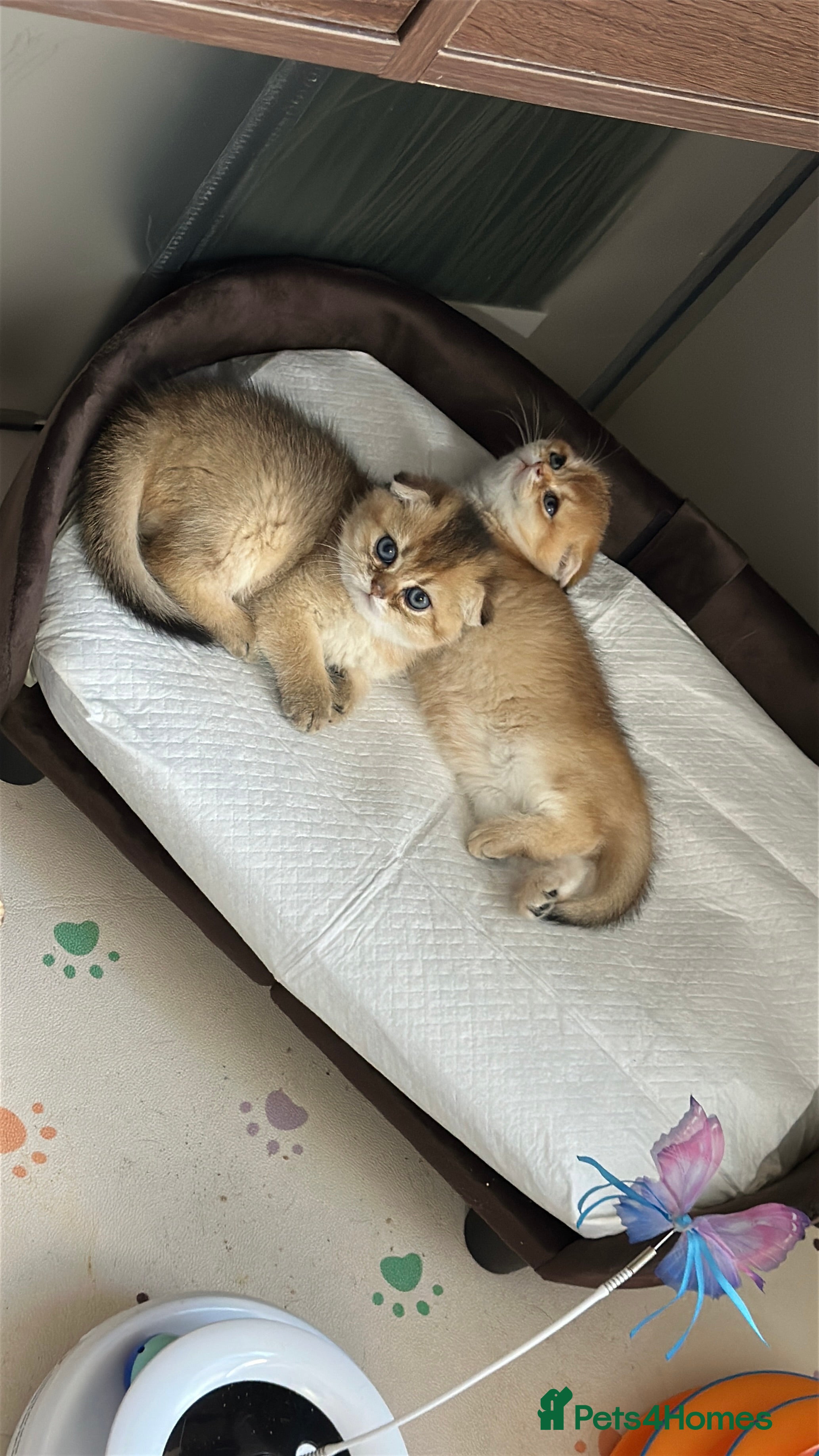 Scottish Fold cats Sweet Scottish Kittens Looking for Loving Homes - Advert 17