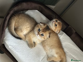 Scottish Fold cats Sweet Scottish Kittens Looking for Loving Homes - Advert 17