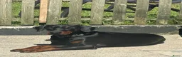Dobermann dogs for stud: Tyson kc registered  **  in Southport - Advert 1