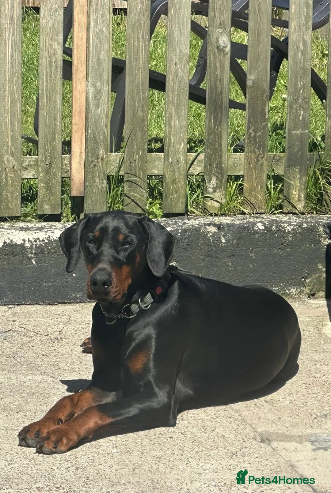 Dobermann dogs for stud: Tyson kc registered  **  in Southport - Advert 1