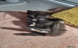 Maine Coon cats for sale: Maine coon kittens - Image 3