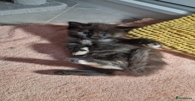 Maine Coon cats - Advert 10
