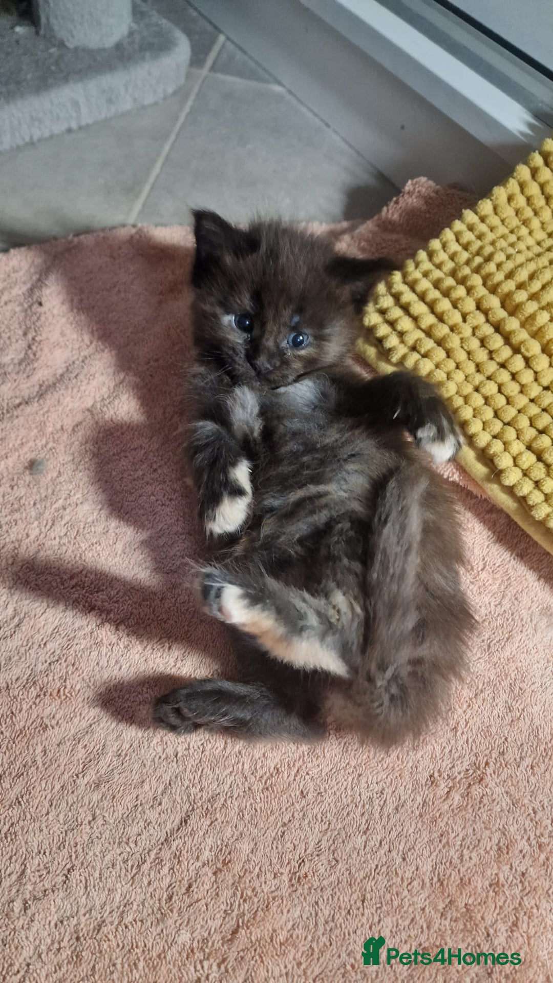 Maine Coon cats for sale: Maine coon kittens - Image 3