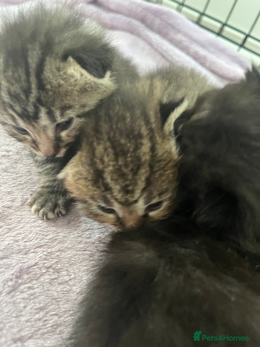 British Shorthair cats for sale: Lovely kittens - Image 3
