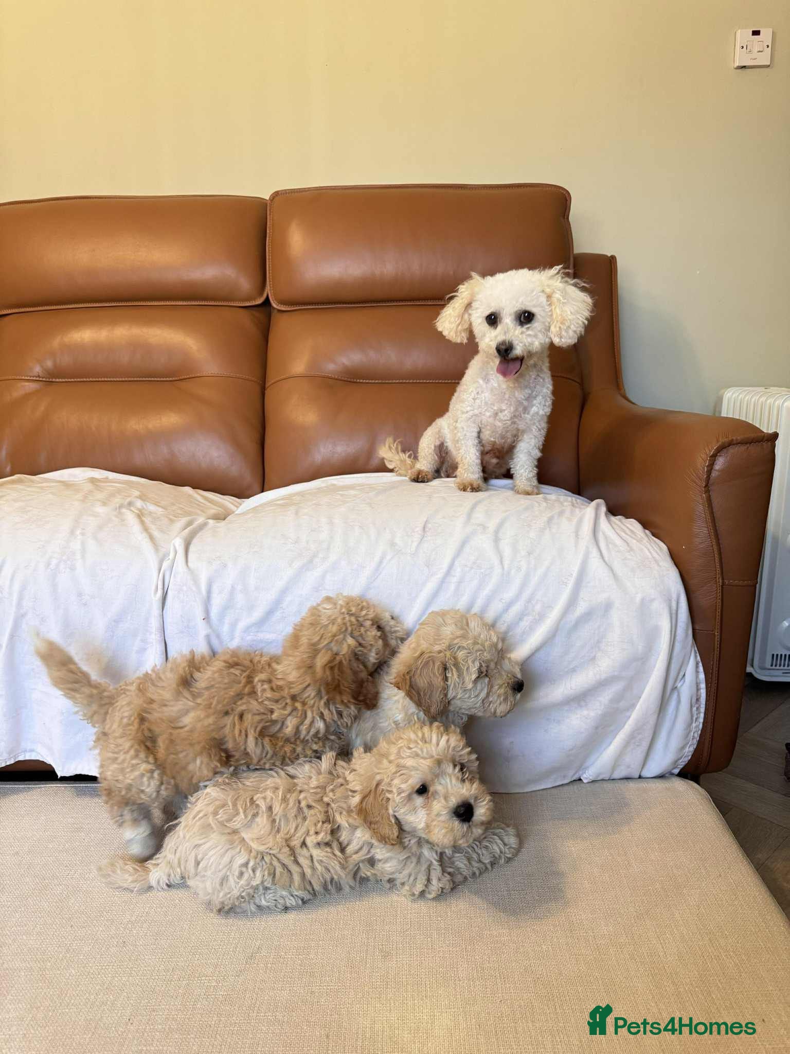 Cockapoo dogs Cockpaoo puppies available now  - Advert 4