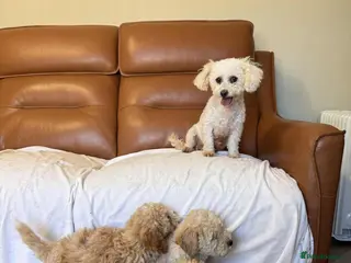 Cockapoo dogs Cockpaoo puppies available now - Advert 1