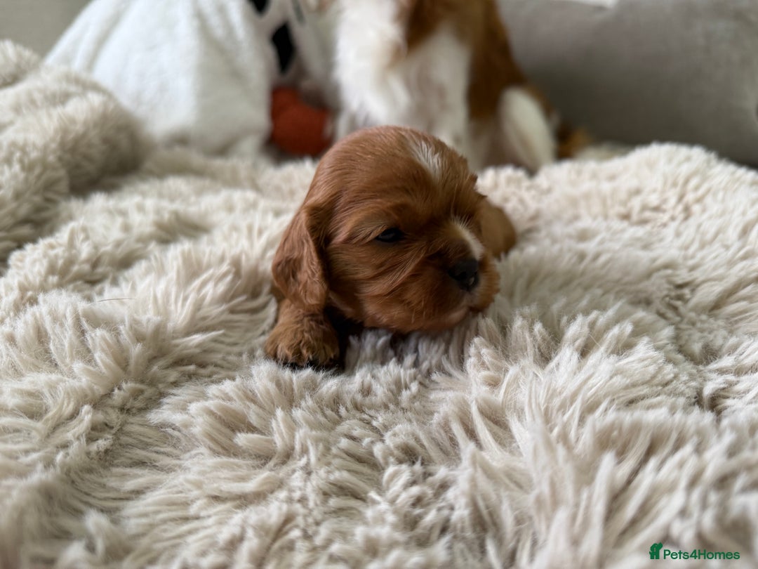 Cavalier King Charles Spaniel dogs for sale: Cavalier King Charles  - Image 8