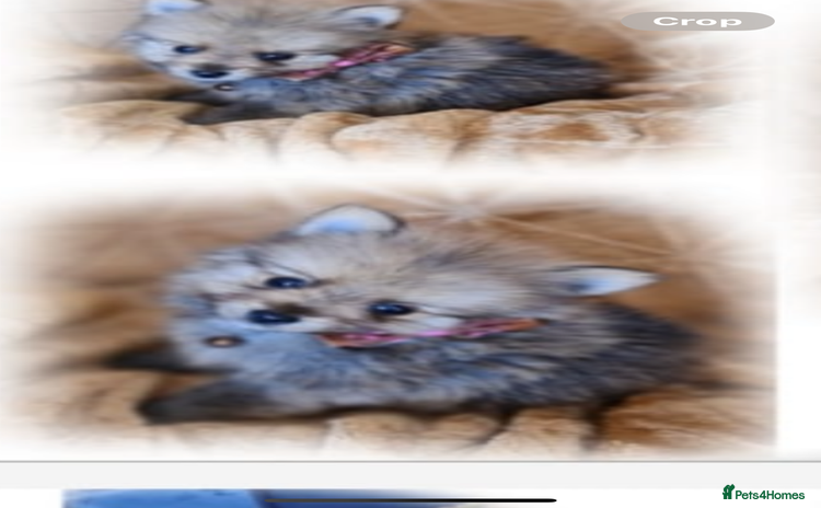 Pomeranian dogs - Advert 1